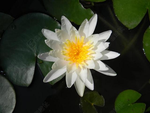 水百合 花 睡莲