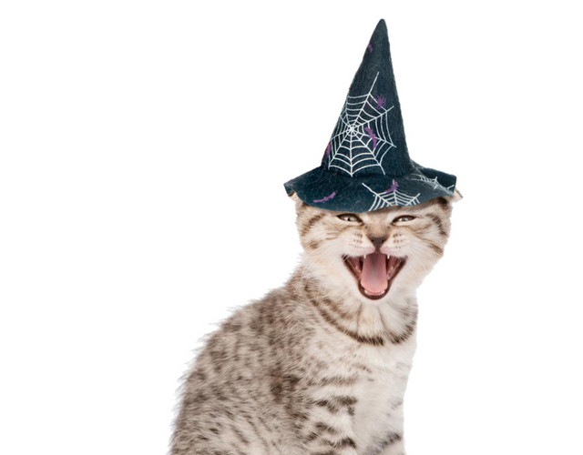 开心大笑的猫咪