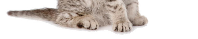 开心大笑的猫咪