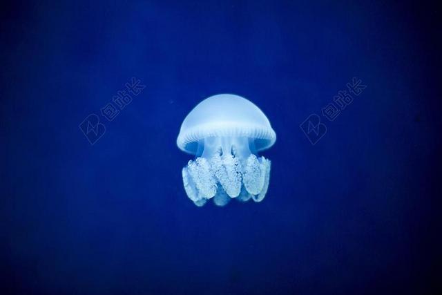 鱼 蓝色 水 迪拜 果冻鱼 海 海洋 动物 自然 水下
