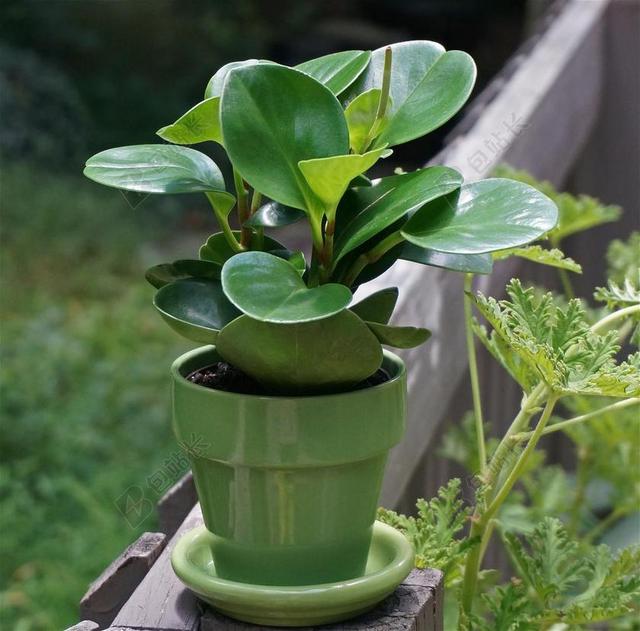 椒草 盆栽植物 室内 植物 绿色 叶子 自然 植物区系 锅