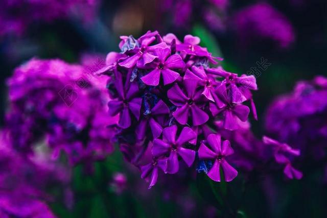 自然 重点 花园 花 紫色 春 夏天 紫色花 夏天花 开花