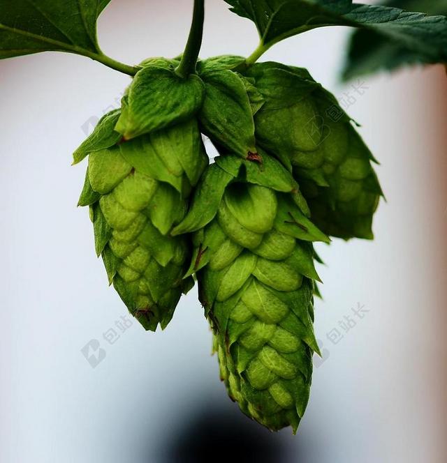 啤酒花 芽 啤酒 植物 叶 绿色 藤 夏天 特写 花园