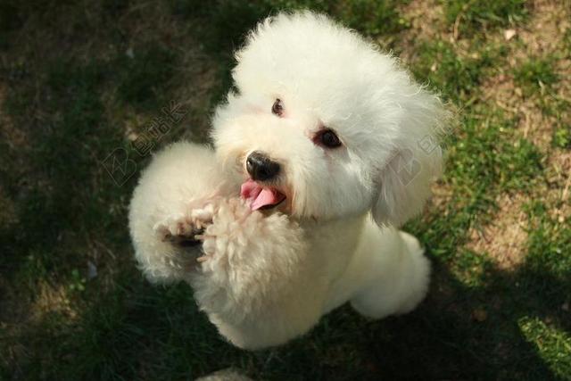 宠物 狗 贵宾犬 比熊 可爱 跳舞 宠物教育 宠物训练