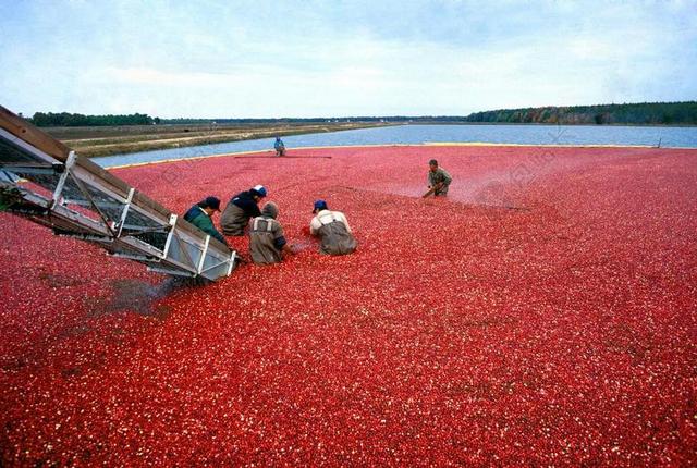 蔓越莓 收获 红色 有机 食品 浆果 水果 成熟 新 球衣