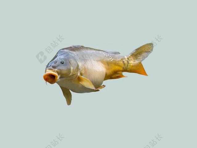 鲤鱼 鱼 钓鱼者 菲舍尔 捕鱼 食品 生物 湖 动物