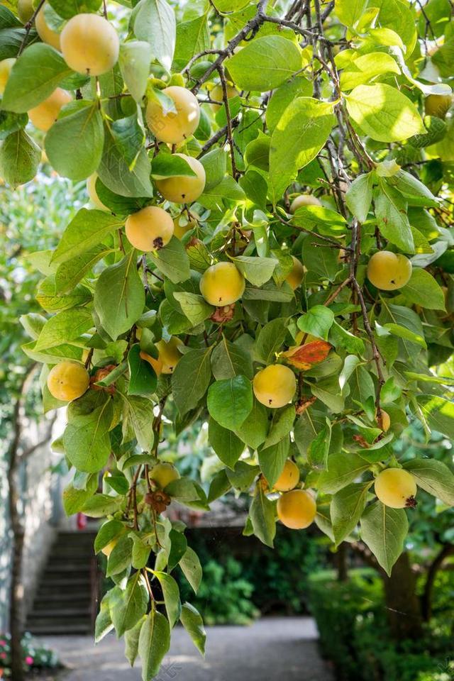 水果树 黄色 绿色 自然 新鲜 成熟 食品 夏天 花园