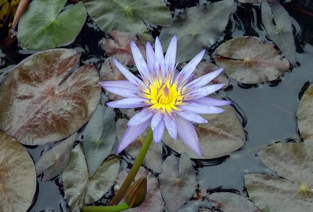 百合 水百合 睡莲 NOUCHALI 紫色睡莲 睡莲科 花 池