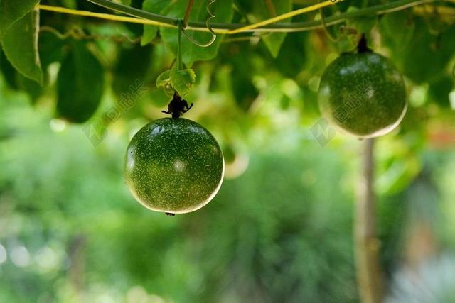 百香果 水果 蔬菜 食品 热带 植物 热带水果 绿色 西番莲