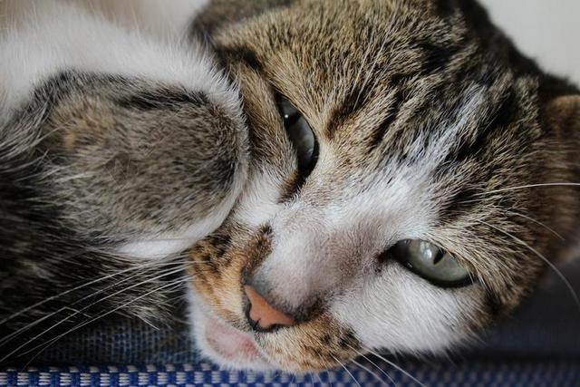 沙发上的猫咪背景图片