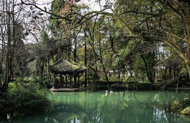 水 树 分支机构 绿色 自然 玉器馆 都江堰 四川 中国