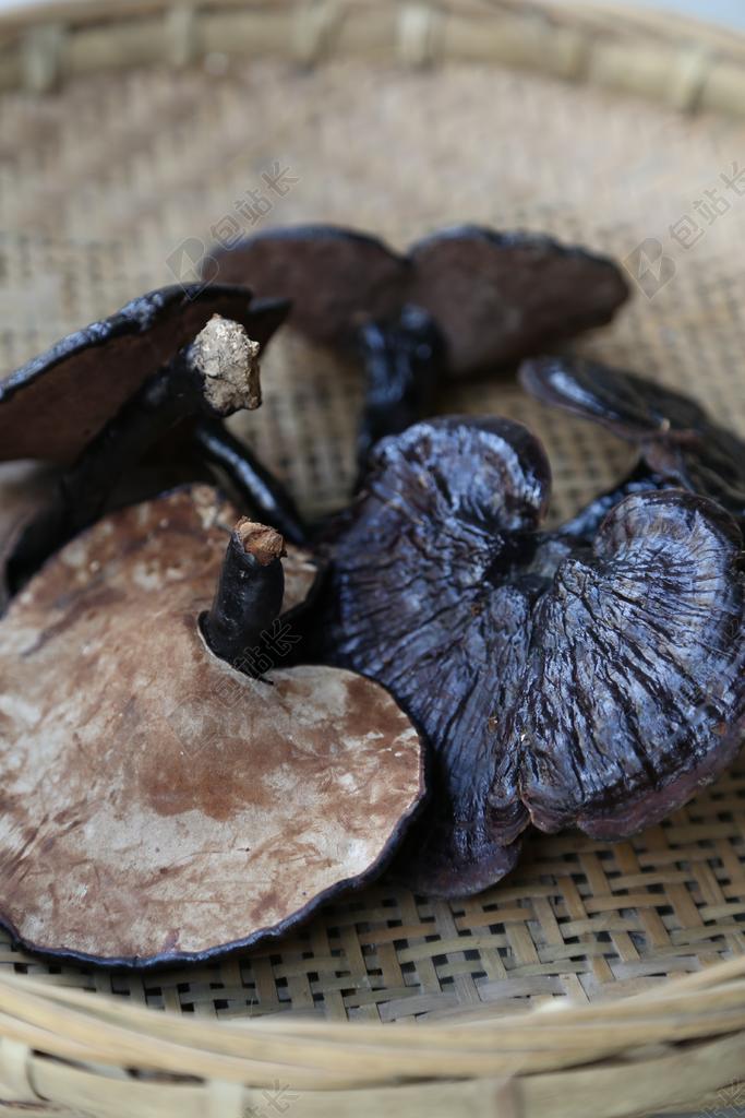 野生灵芝 原生态 摄影 农业 生活