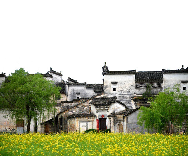 徽州建筑油菜花中贴着对联的人家