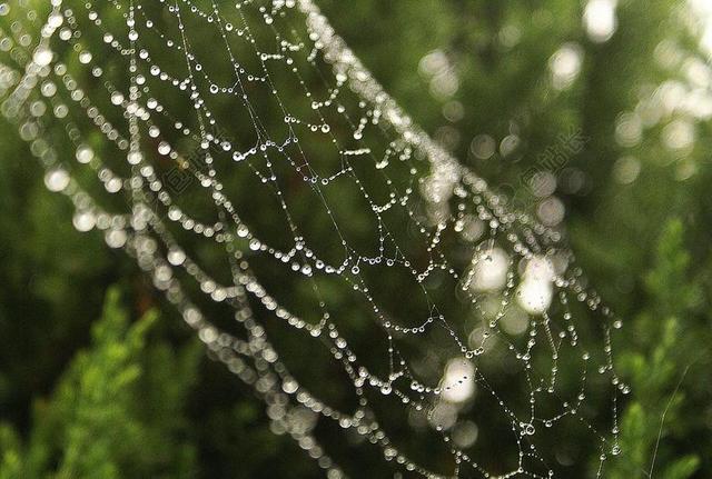 蜘蛛网 罗莎 清晨的露水 美味佳肴 锐度 性质 在暴风雨之后