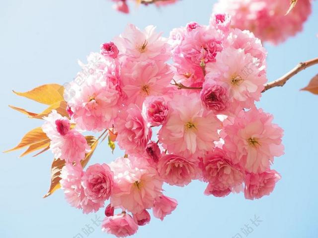 樱花 日本樱花 气味 开花 观赏樱花 春天 粉红色 盛开
