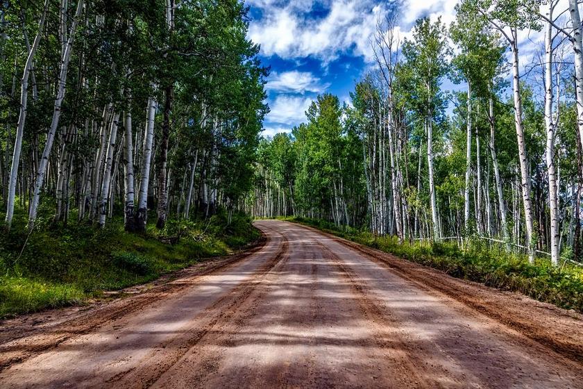 科罗拉多州 白杨 景观 森林 树 伍兹 人类发展报告 泥路