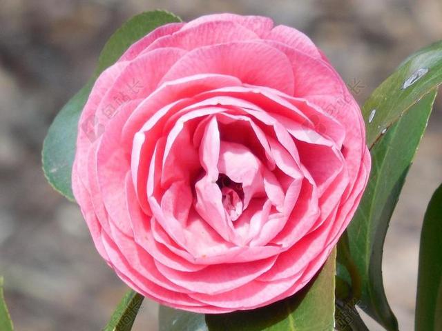 茶花 花 盛开 花园 花瓣 植物 春 开花 新鲜 增长