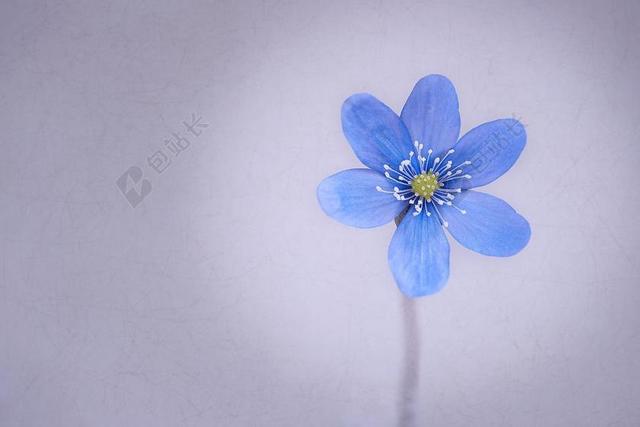 蓝色花朵素雅花卉园艺背景图片