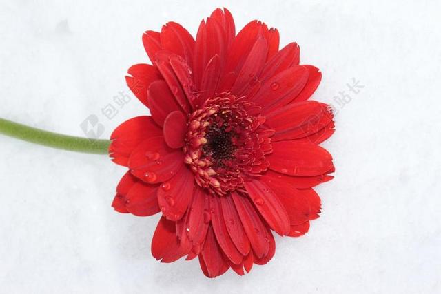 非洲菊 红色 花 开花 SCHNITTBLUME 花瓣 一滴水