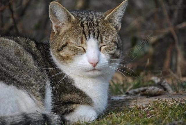 户外自然景观打瞌睡宠物猫背景图片