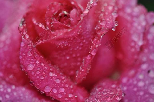 红色玫瑰花瓣上的露水背景图片