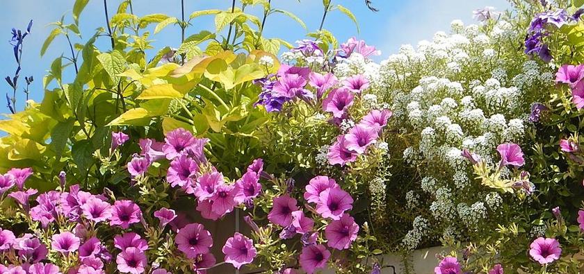 晚霜 鲜花 夏天 阳台花香 花园 户外