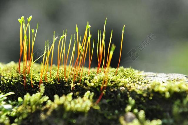 苔藓 植物 生物