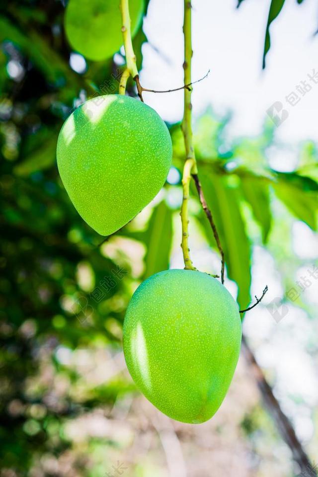 芒果 芒果树 水果 一种青芒果