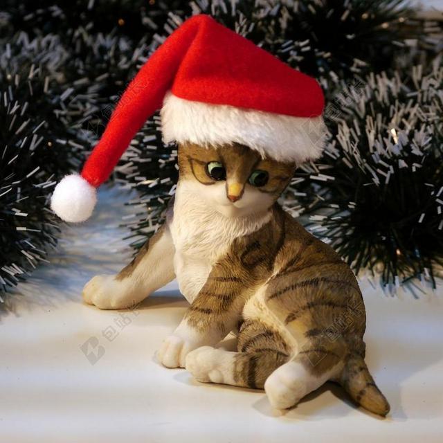 奎 圣诞节 猫 冬天 小猫 MIEZE 年轻的猫 宠物 甜