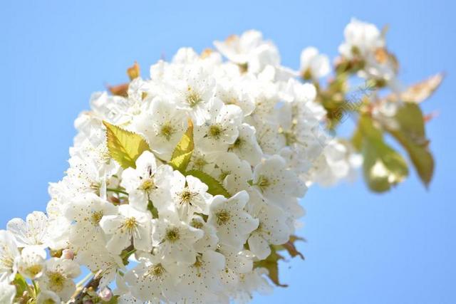 樱花 樱桃 科 开花枝 关闭 性质 鲜花 春天 梅花
