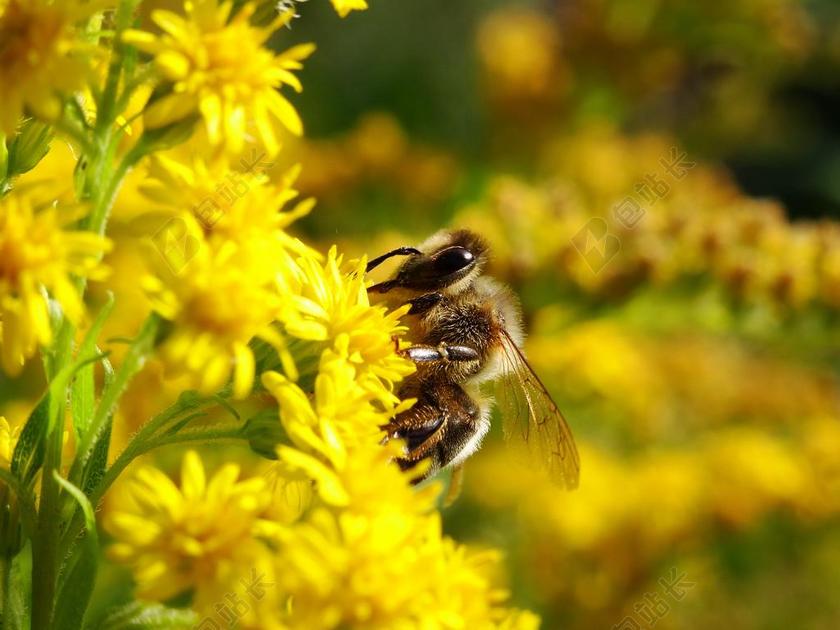 蜜蜂 BUG 鲜花 性质 昆虫 大黄蜂 花卉 黄色 花园