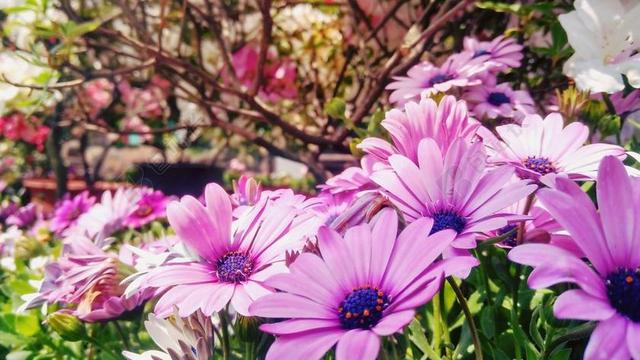 野花 紫花 室外 鲜艳 雏菊