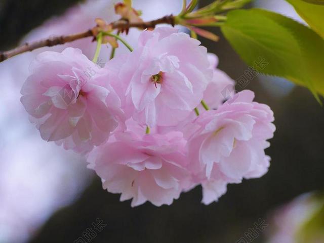粉色盛开鲜花花卉苗圃特写背景图片