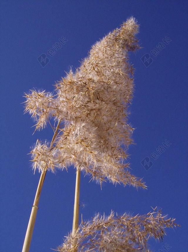 芦苇 鲜花 天空 关闭