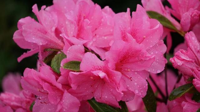 一千朵玫瑰 花 粉红色 性质 粉红色的花 花园 花卉园