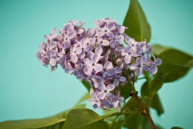 紫丁香 丁香 布什 紫 盛开 橄榄作物 紫丁香花 春天 性质
