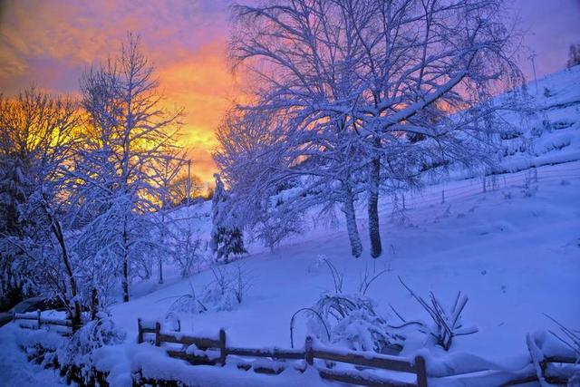 日出 雪 山 性质 冬天 孚日 屏障 冷杉 景观 冬天风景