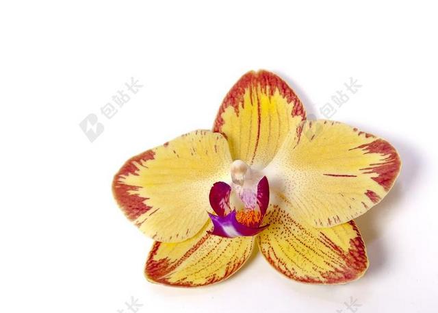 蝴蝶兰 兰花 热带 花 条带化 KALAIDOSKOP 粉红色