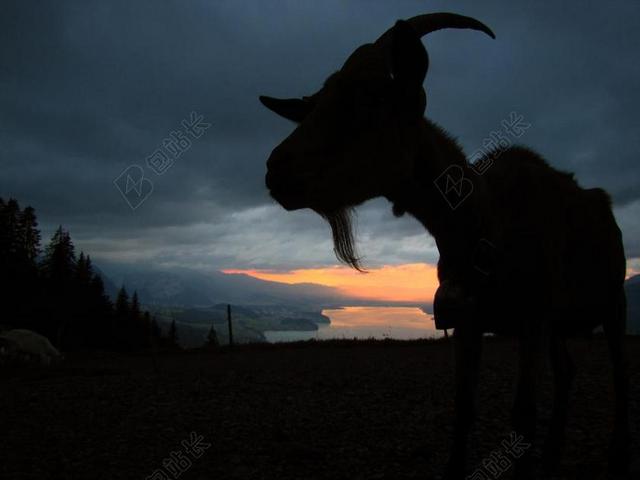 黑色夜晚自然景观树林山羊农村背景图片
