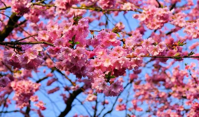 樱花 日本樱花 气味 开花 观赏樱花 春天 粉红色 盛开