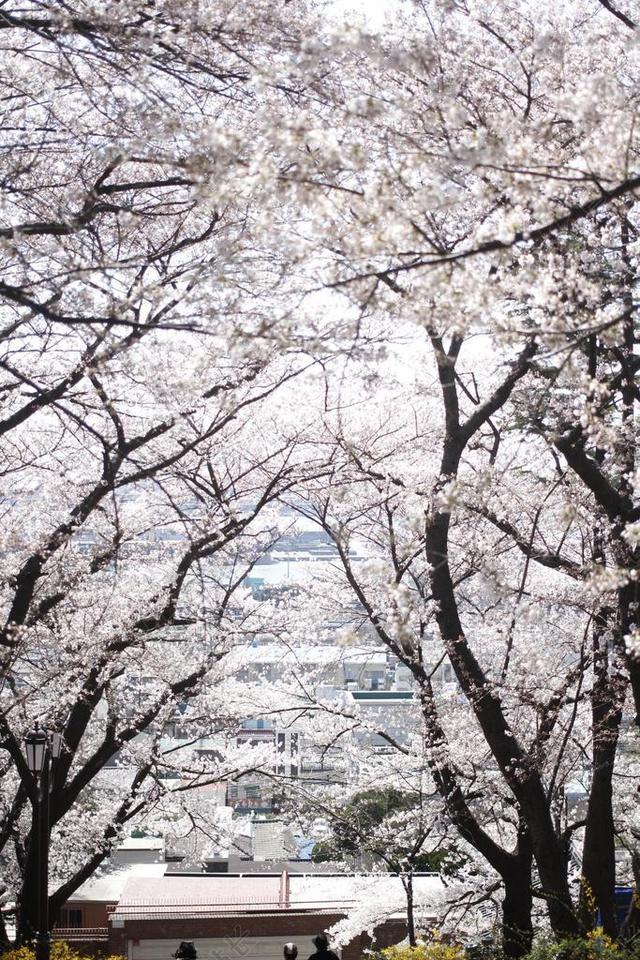 公园 春天的花朵 失焦 樱花盛开 春天 4 月 大自然 爱情