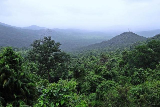 雨林 MOLLEM 国家公园 西高止山脉 山 植被 云 果阿