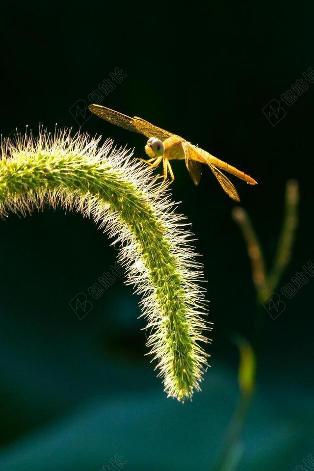 户外自然景观狗尾草昆虫蜻蜓背景图片