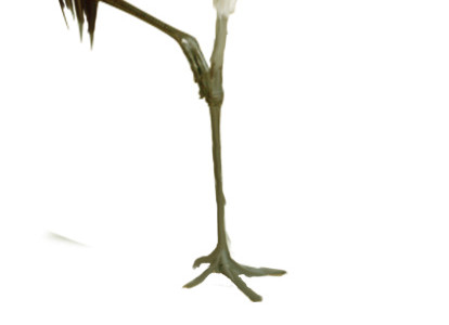 仙鹤