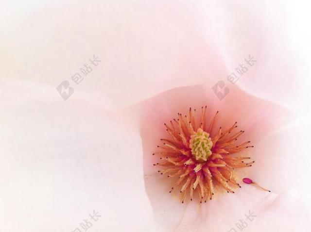 宏 开花 粉红色 玉兰 招标