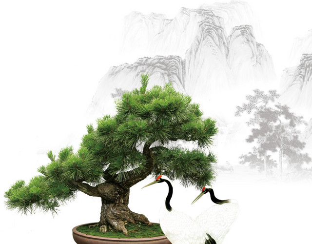 松树素材