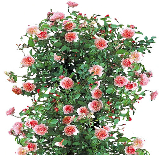 鲜花