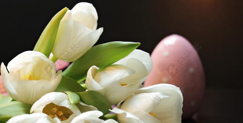 郁金香 复活节彩蛋 粉红色的复活节彩蛋 粉红色 白 鲜花