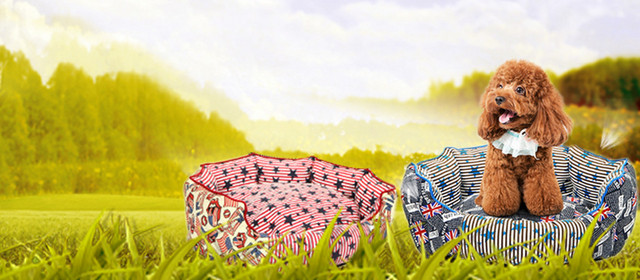 宠物狗狗草原摄影BANNER
