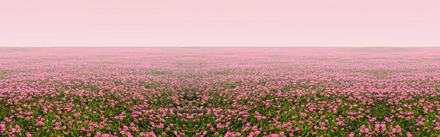 万花从中